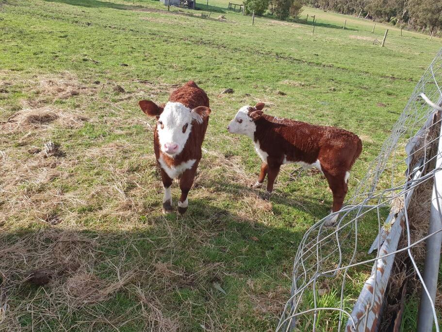 Handsome Hills Dairy Retreat Won Wron Eksteriør bilde